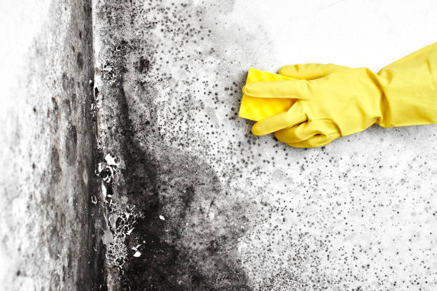 Best Crawl Space Mold Removal  in Wakarusa, IN