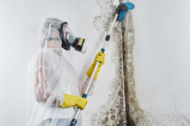 Best Residential Mold Removal  in Wakarusa, IN