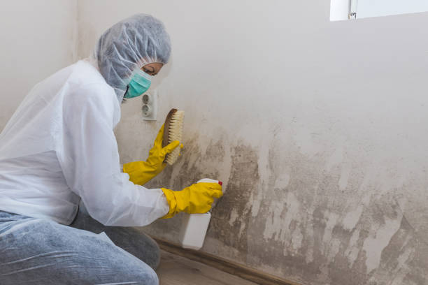 Best Affordable Mold Removal  in Wakarusa, IN