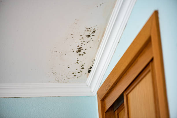 Mold Removal Process in Wakarusa, IN