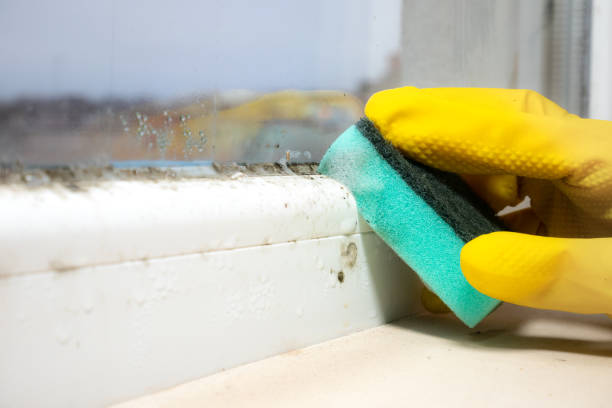 Best Mold Removal Near Me  in Wakarusa, IN