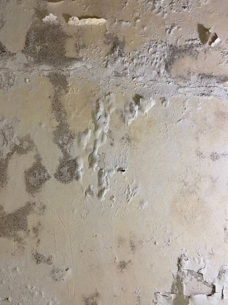 Best Toxic Mold Removal  in Wakarusa, IN