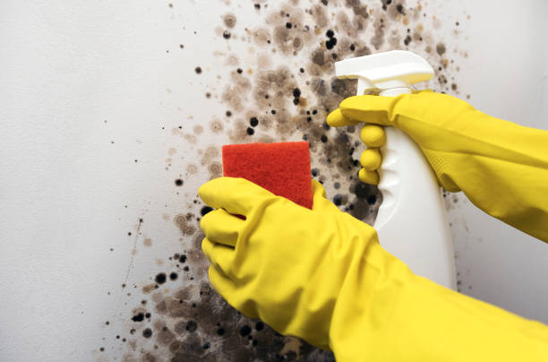Best Black Mold Removal  in Wakarusa, IN