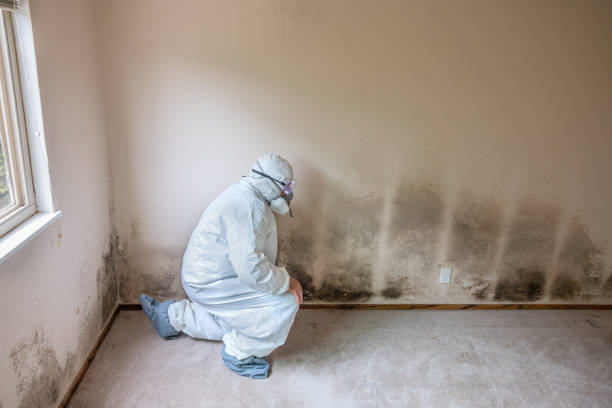 Best Fast Mold Removal  in Wakarusa, IN